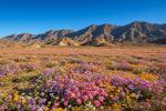 El desierto más árido de la Tierra se ha cubierto de flores silvestres: "Es un fenómeno único"