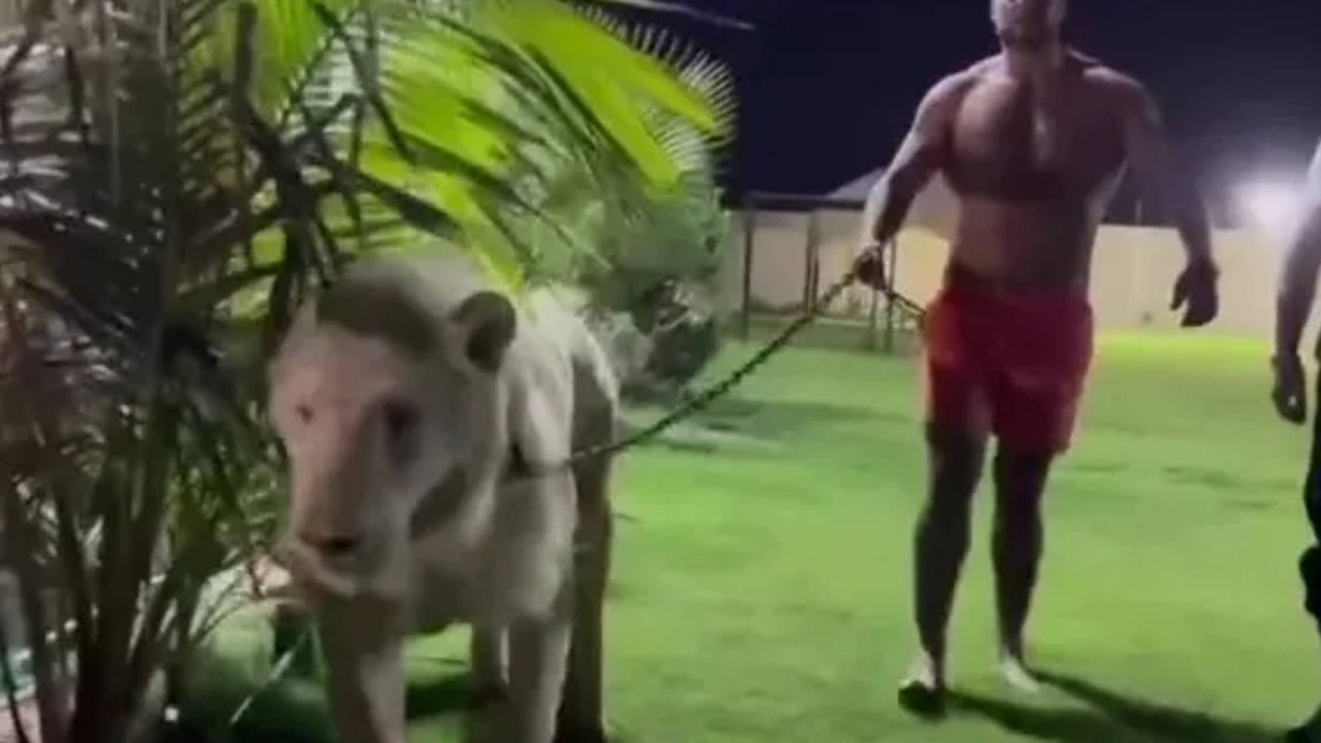 Le pegaron un tiro y ahora reta a Tyson Fury paseando a un león: "Estoy listo para darte una paliza"
