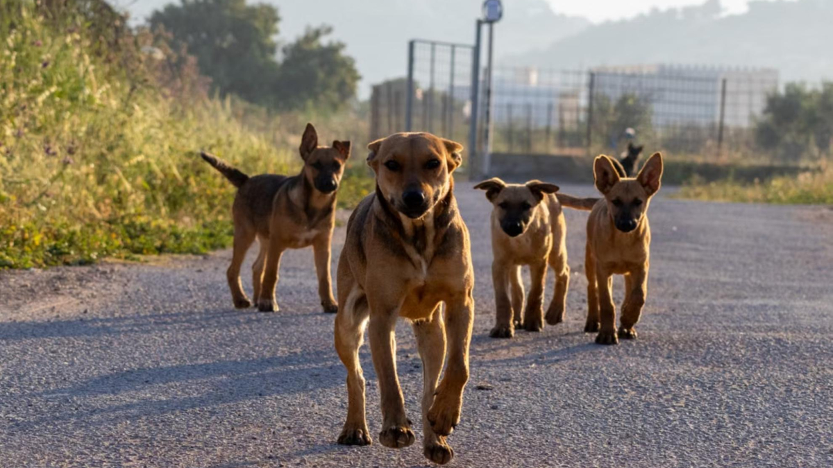 Una niña de 7 años, en estado crítico después del ataque de una jauría de perros callejeros