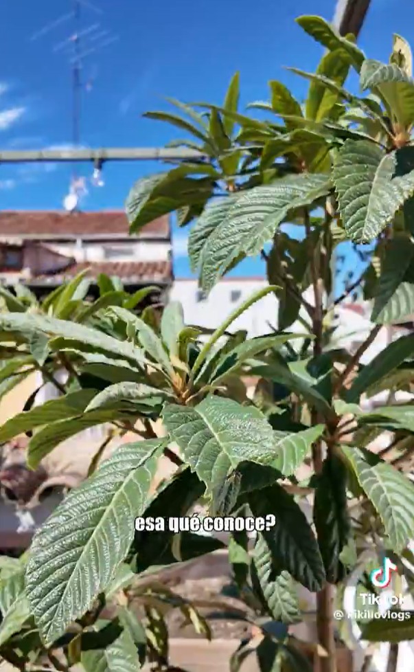 El níspero de Kikillovlogs que confunde una influencer por una planta de marihuana