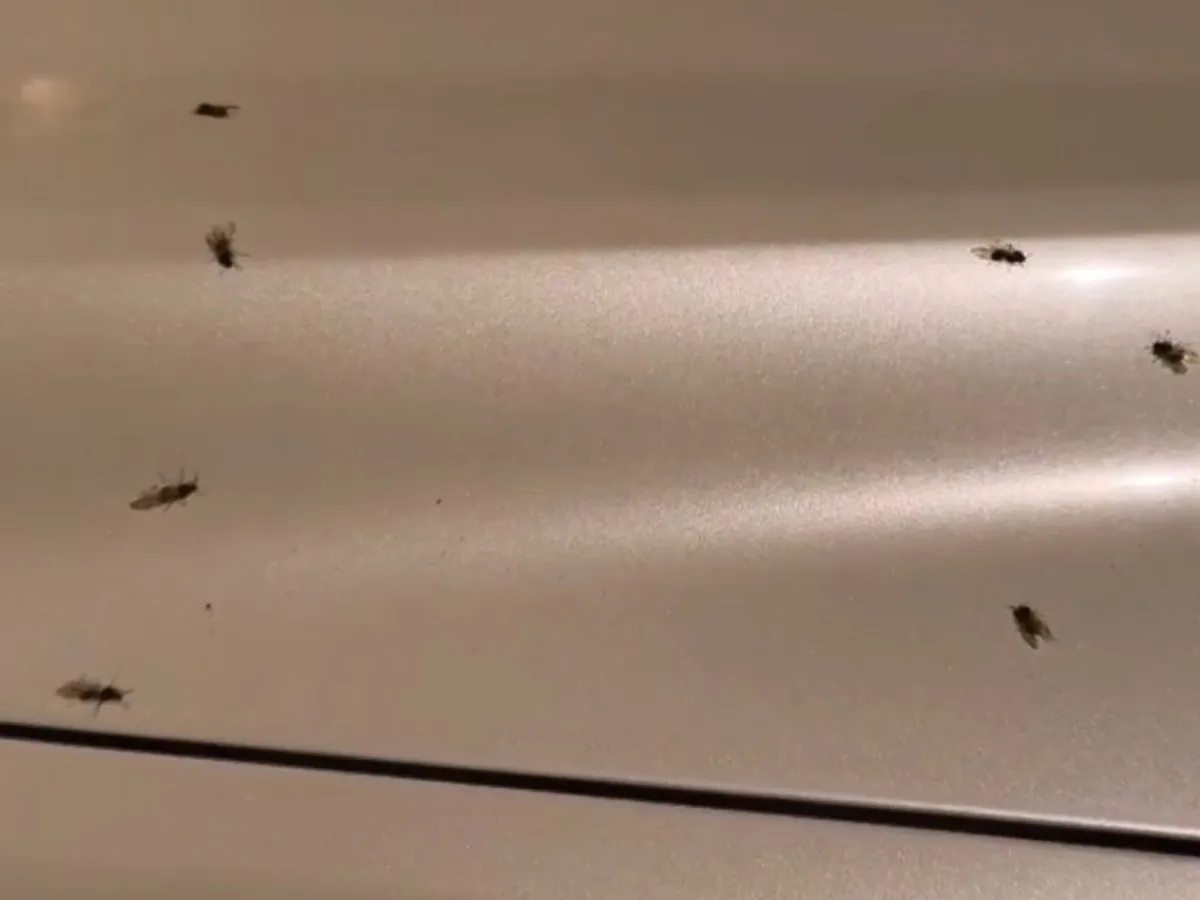 Varias hormigas voladoras.